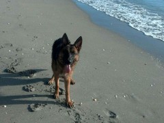 Jupiter Beach Morning Walk