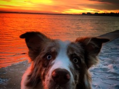 Dog days at Jupiter Beach