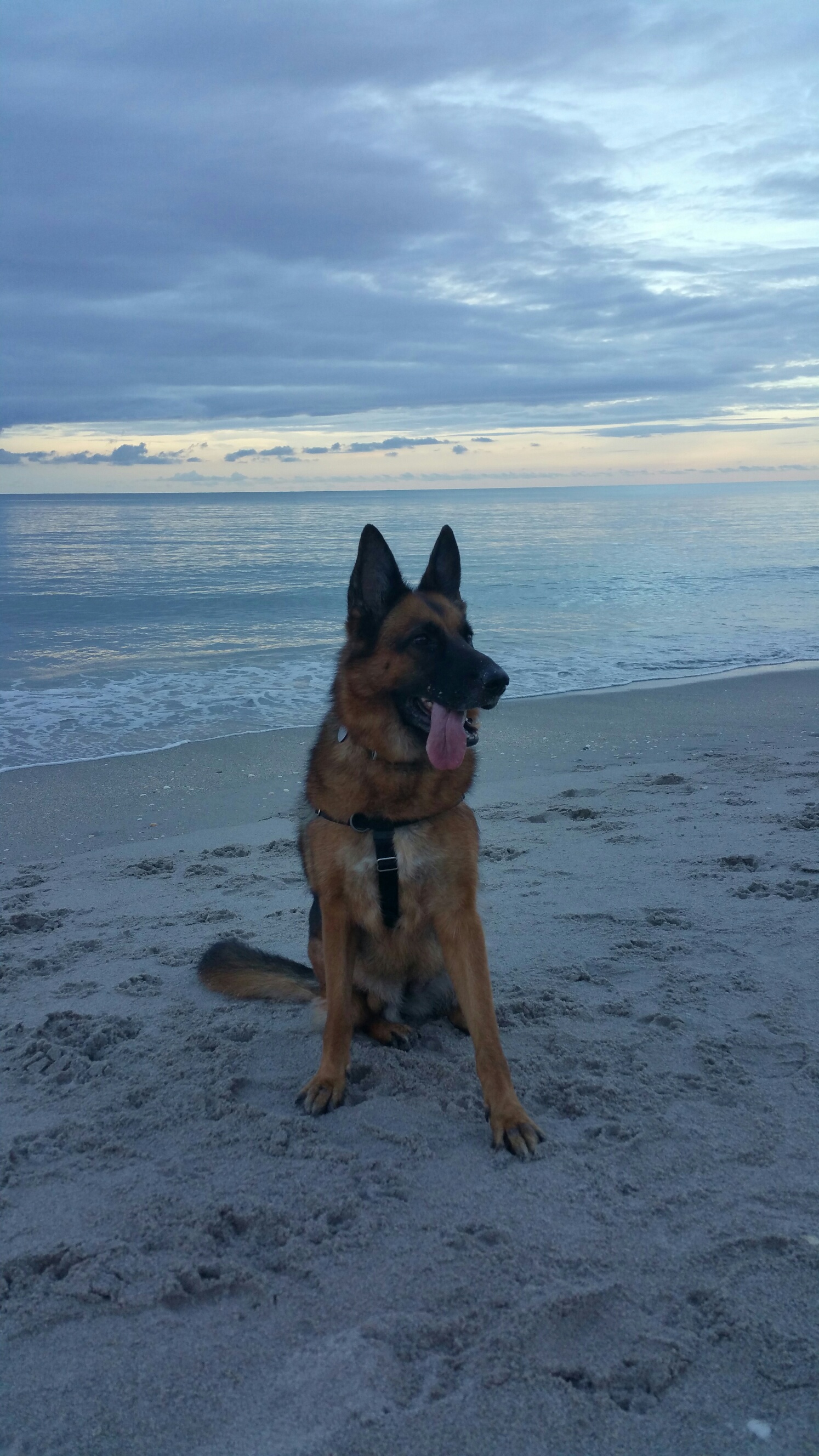 Jupiter Dog Friendly Beach